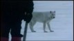 Loups  attaquent attelages de chiens de traîneau Wolves Attack Humans and Sled-dogs test intimidation evaluation