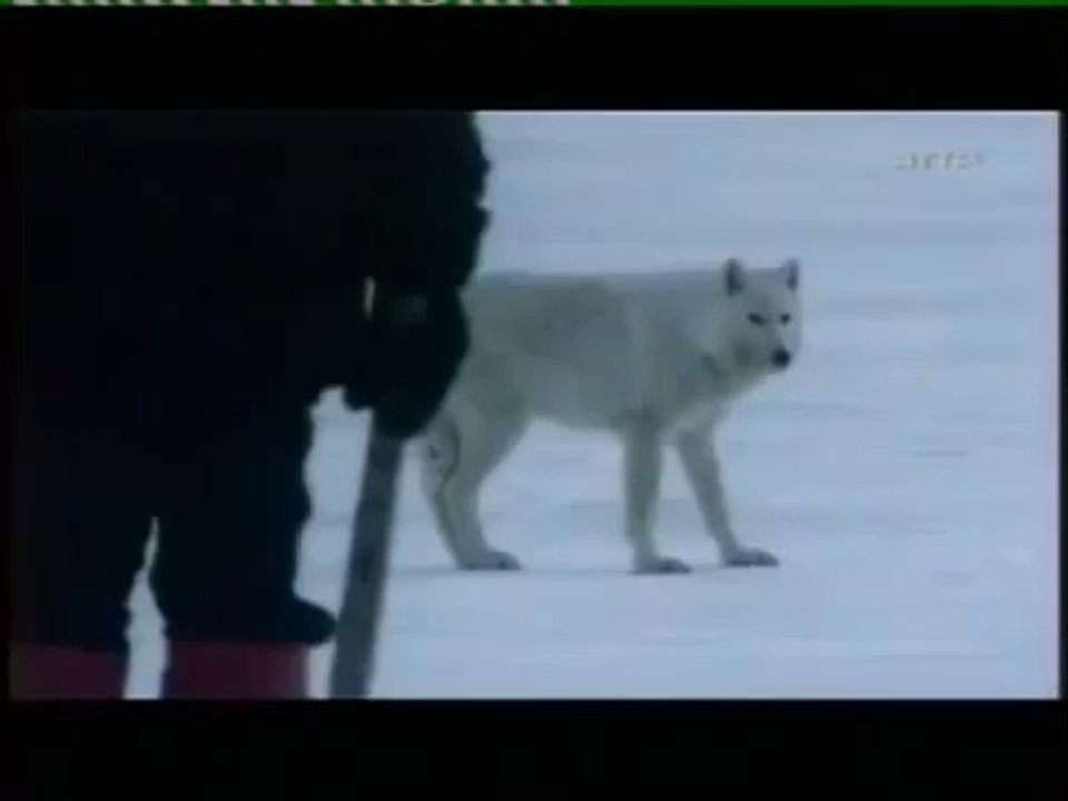 Loups  attaquent attelages de chiens de traîneau Wolves Attack Humans and Sled-dogs test intimidation evaluation