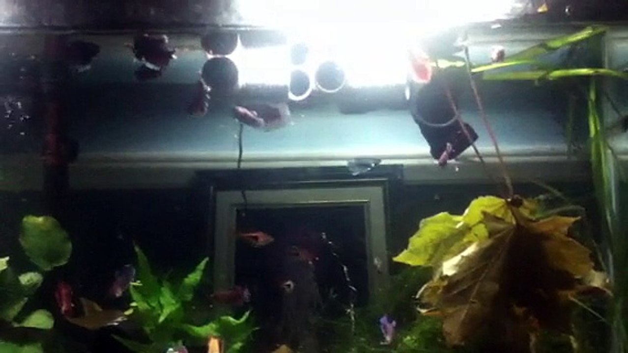 poisson