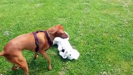 Zilla and Toby (Hungarian Vizsla and Bichon Frise)