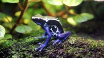 Peru's 'Frog Juice' Is Believed To Cure Ailments And Increase Sex Drive