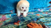 Bichon Frise female available for sale