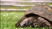 Discovery Channel Animals Full Documentary Turtles and Giant National Geographic Animals H