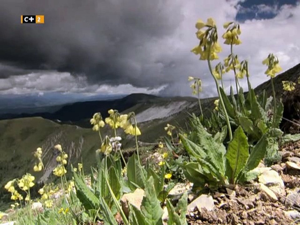 China Salvaje - [Cap.2] Los bosques de Shangri-la