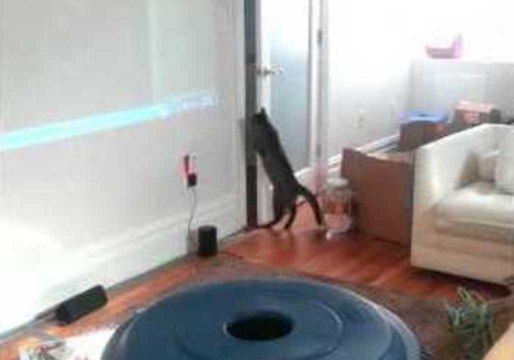 A Kitten Trained to Open Doors