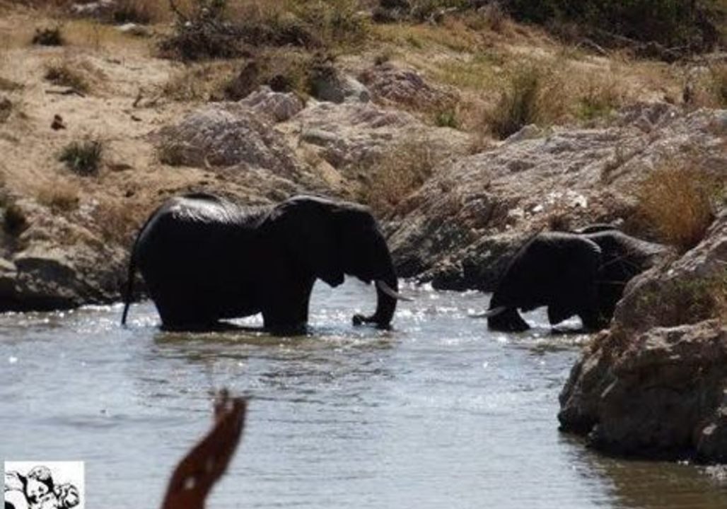 Baby Elephants Play in Water