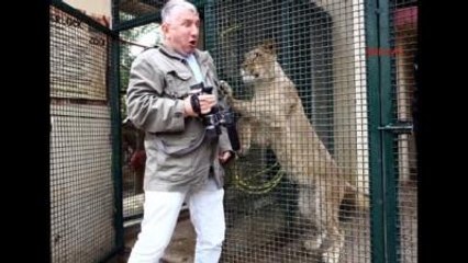Kocaeli Aslan 'Sherlock', Kafese Yaklaşan Muhabiri Korkuttu