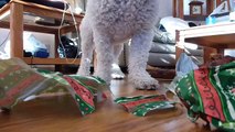 Bichon Frise Dog enjoys Christmas Present