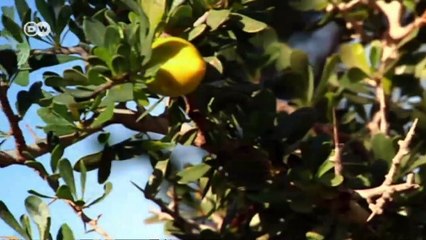 El negocio con el aceite de argán: mujeres marroquíes y las cooperativas | Global 3000