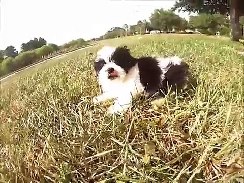 Havanese puppies for sale in Florida
