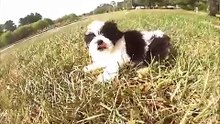 Havanese puppies for sale in Florida