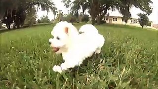 Maltese puppies for sale in South Florida