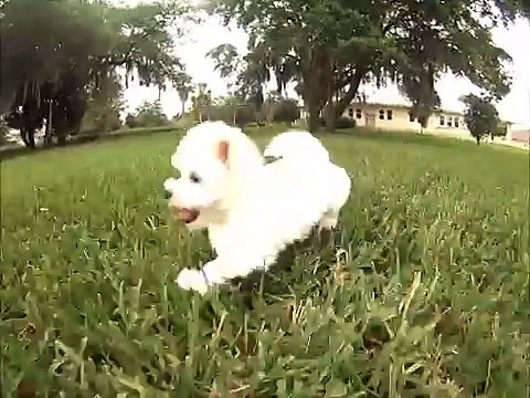 Maltese puppies for sale in South Florida