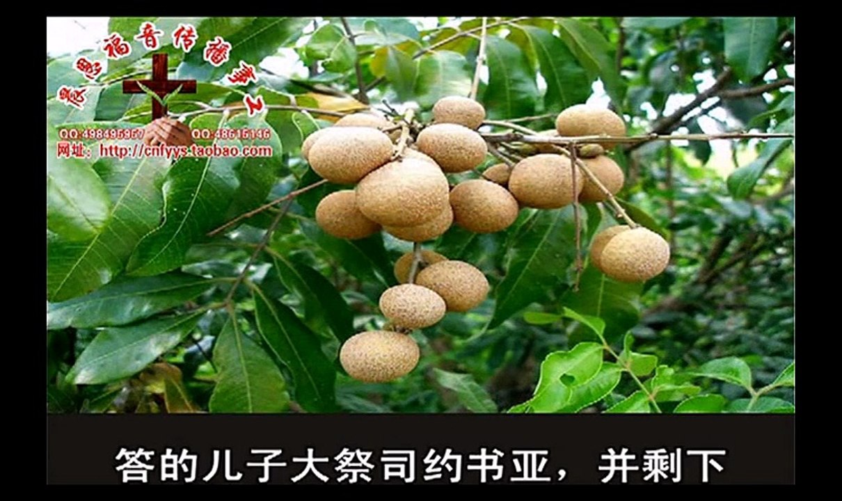 《和合本圣经视频》51 哈该书
