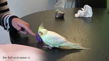 Clickertraining mit Lilly - Ball bringen