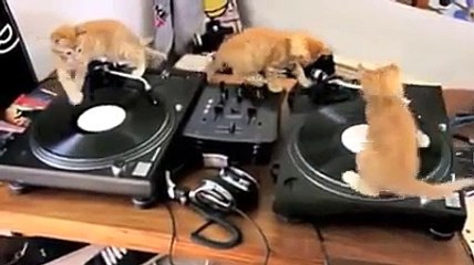 DJ's de 4 patas!