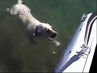 Peixe decide improvisar com cão!
