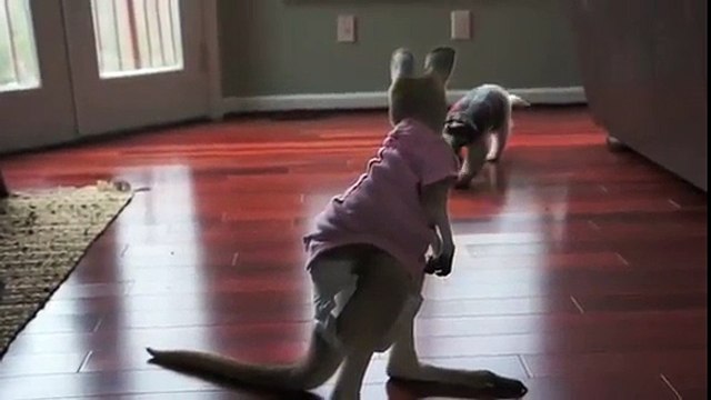 Tamandua, papa-formigas para os amigos!