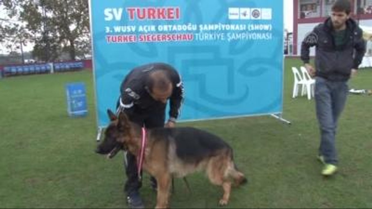 Alman Çoban Köpeği Irk Standartları Yarışması"