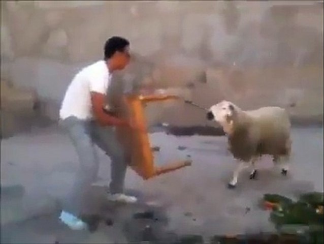FUNNY CLIPS GOAT VS MAN