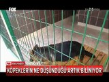 İnsanların sadık dostu Köpeklerin artık ne düşündüğü biliniyor