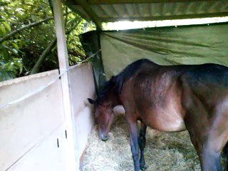 2014 mai : Cymagic, découverte du ruban blanc électrifié pour éviter qu'elle tique