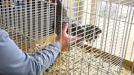 Geen vervoersverbod, geen gekakel meer in Verhildersum - RTV Noord