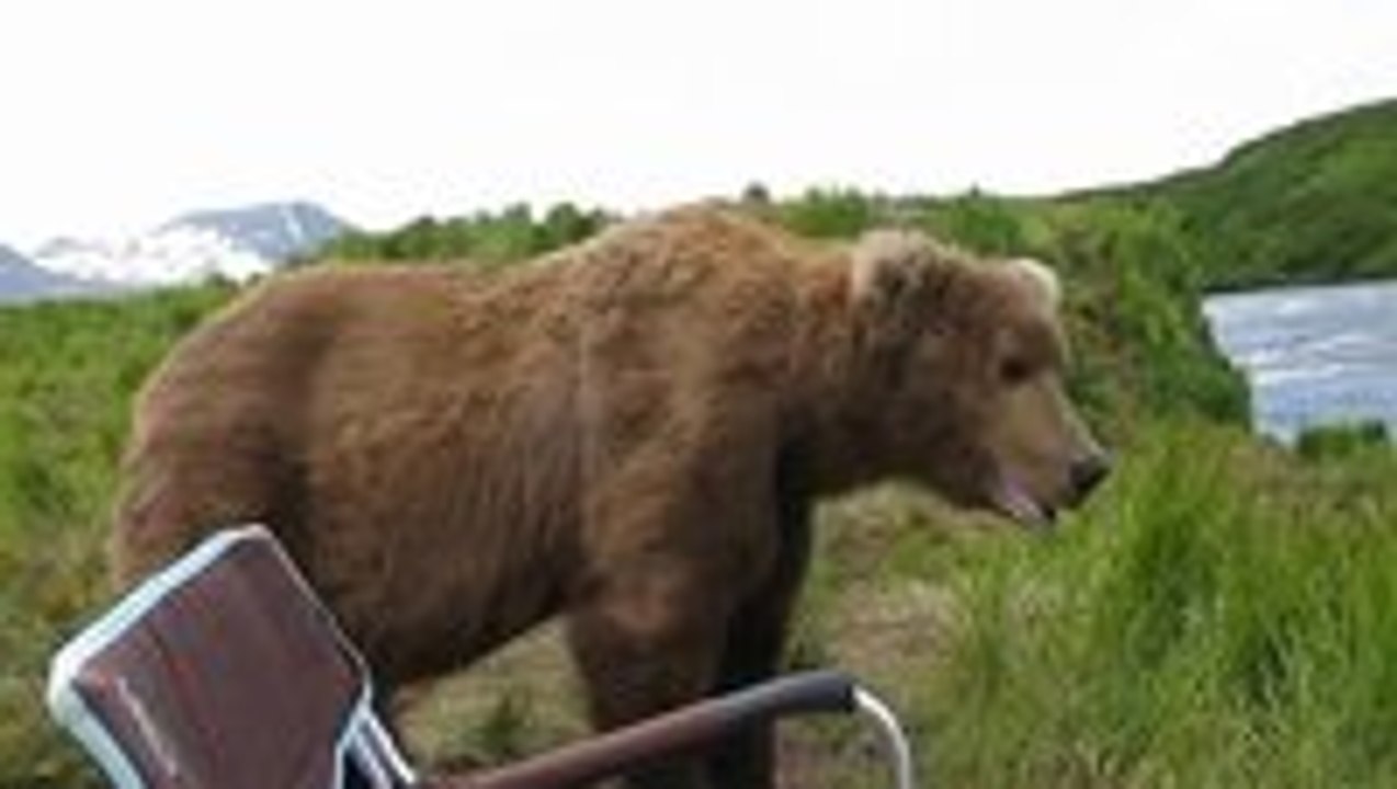 Incredible Encounter With an Alaskan Brown Bear