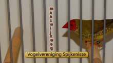 Vogelvereniging Spijkenisse / 2014