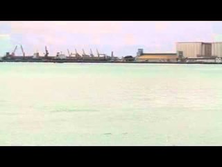 Golfinhos na Beira-Mar