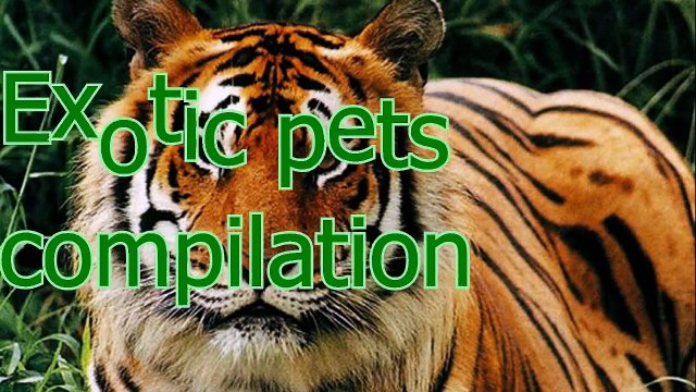 Even exotic animals can be pets - Unusual pets compilation
