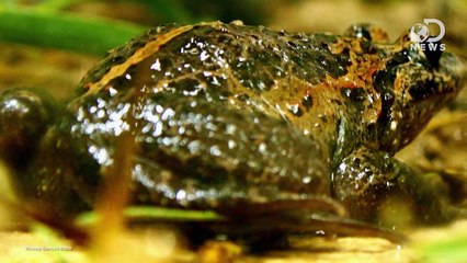 3 Extinct Animals Making a Comeback