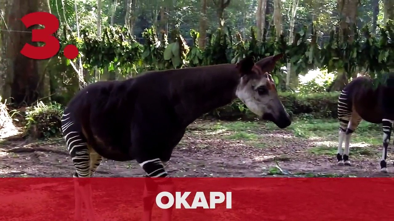 7 Extinct Animals That Were Rediscovered