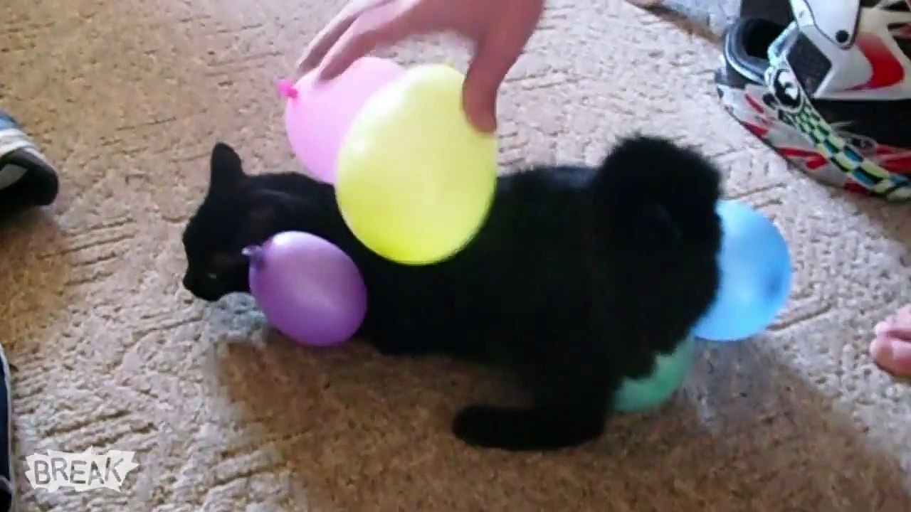 Break's Cutest Animals_ A Wins and Fails Compilation