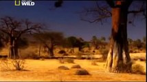 Documentary Lion Battle zone full documentary wildlife animals 2013 HD