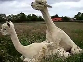 How to Mate Alpaca   animals video