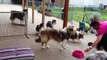 Dogs Patiently Wait to Be Called For Dinner