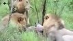 Animal Planet, Animal Planet Lions vs Hyenas Fight