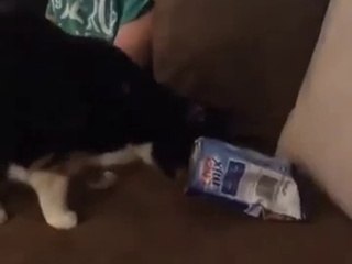 Best funny cat compilation March 2014 - Newest funny cat compilation