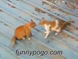Best Grappige Video Funny Animals WildLife dog videos funny videos of people falling 2014