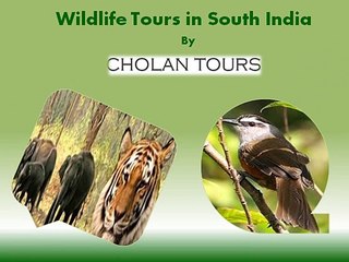 Wildlife Tours  in South India