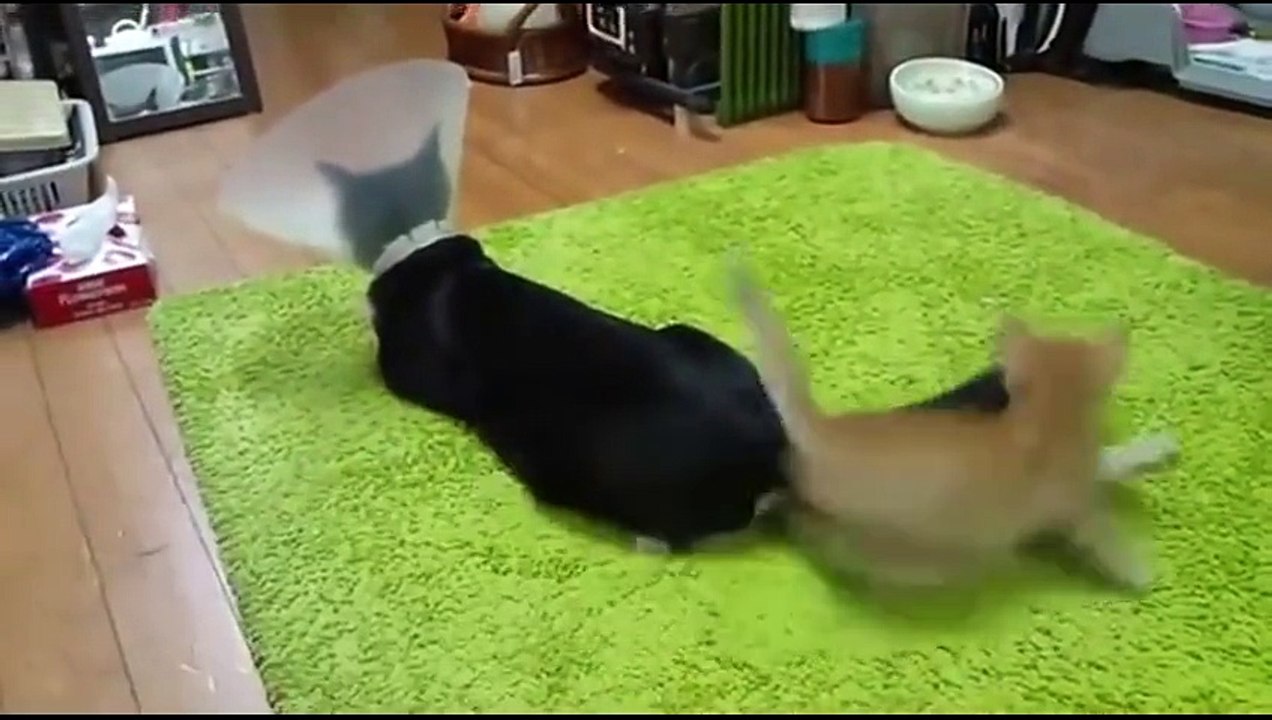 Funny Videos Of People Getting Chased By Animals
