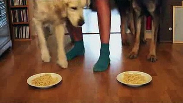 Deux chiens font un concours de bouffe