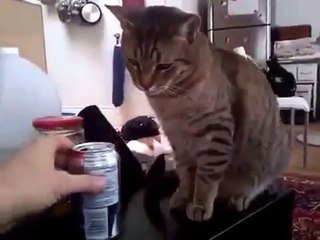 Ce chat n'aime vraiment pas les sodas