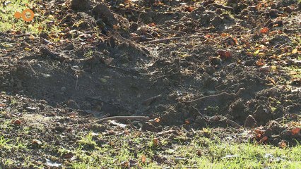 SUJET - L'extérieur du 44-50 avenue du Gros-Chêne rénové