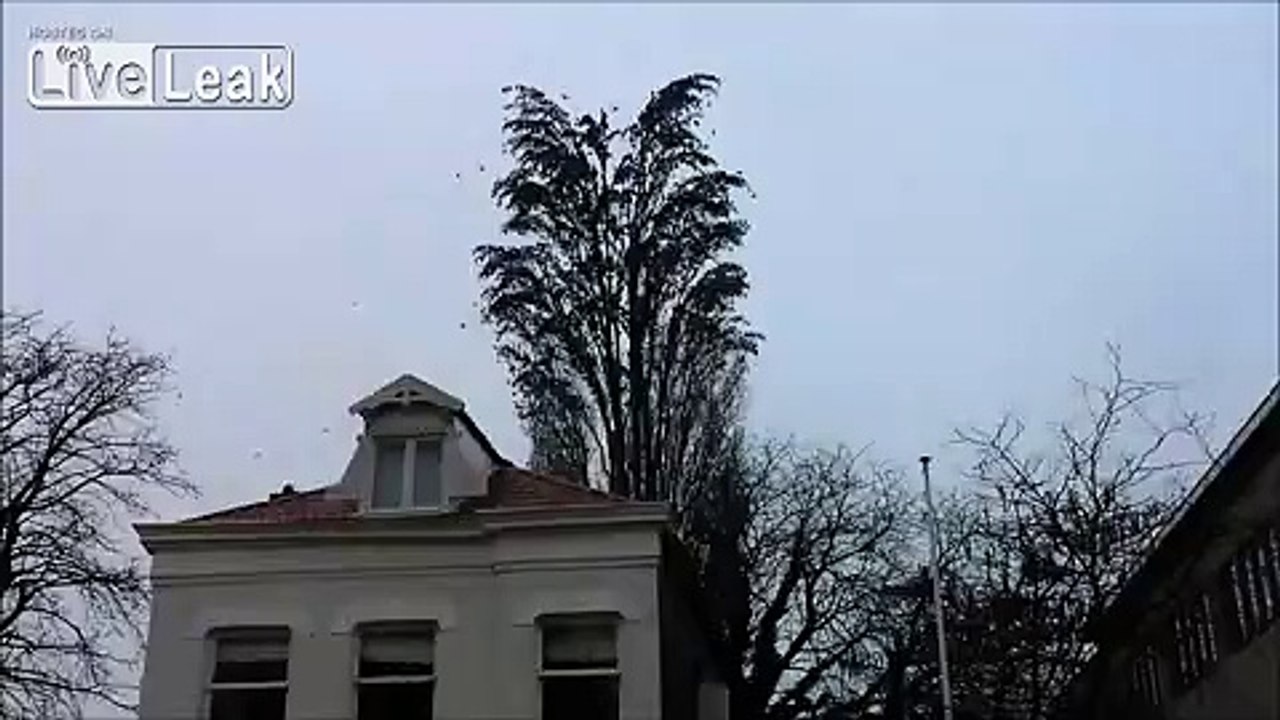 Des centaines d'oiseaux s'envolent en même temps d'un arbre, formant ainsi un impressionnant nuage de volatiles !