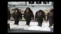 Funny Animals Compilation - Happy Birthday Monkey Funny Videos