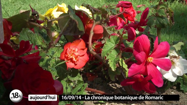 La palette de fleurissement du Jardin des plantes de Nantes - La chronique botanique de Romaric
