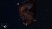 Anglerfish : Poisson le plus horrible du monde!