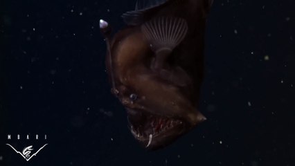 Anglerfish : Poisson le plus horrible du monde!